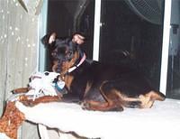 miniaturepinscher forsythe