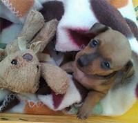 miniaturepinscher fourie