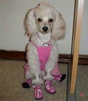 miniaturepoodle barrera