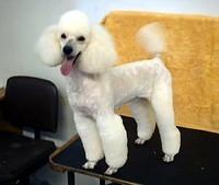 miniaturepoodle crystal