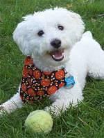miniaturepoodle fritchman