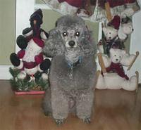 miniaturepoodle morrison