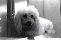 miniaturepoodle rebecca