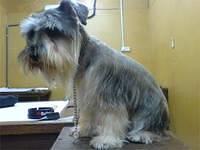 miniatureschnauzers