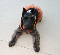 miniatureschnauzer dotsey