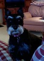 miniatureschnauzer irwin
