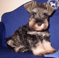 miniatureschnauzer lai