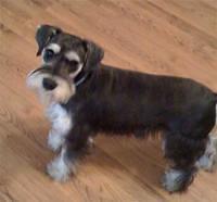 miniatureschnauzer leach