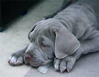 neapolitanmastiff