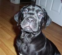 neapolitanmastiff enmark