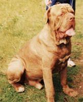 neapolitanmastiff fraser