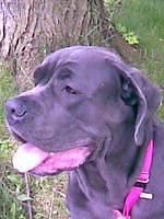 neapolitanmastiff jones