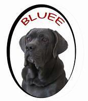 neapolitanmastiff kota