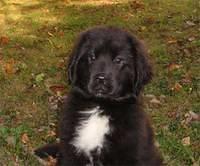 newfoundlands