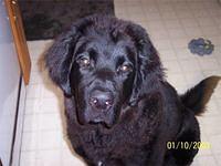 newfoundland rosenau
