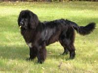 newfoundland westhoff