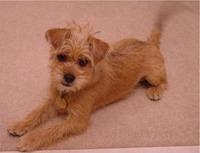 norfolkterriers