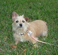 norfolkterrier brackel