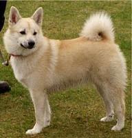 norwegianbuhunds