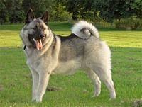 norwegianelkhounds