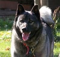 norwegianelkhound erb