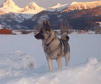 norwegianelkhound hughes