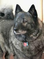 norwegianelkhound krol