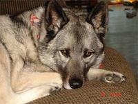 norwegianelkhound stevenson