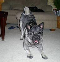 norwegianelkhound summerlin