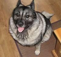 norweiganelkhound mimjim