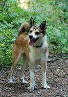 norwegianlundehunds