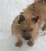 norwichterriers