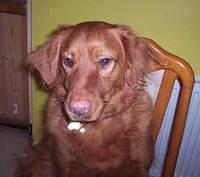 novascotiaducktollingretriever baker