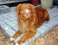 novascotiaducktollingretriever botner