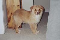 novascotiaducktollingretriever emily