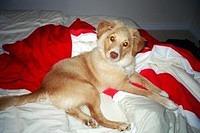 novascotiaducktollingretriever ewles