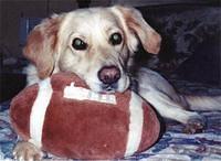novascotiaducktollingretriever hudgin