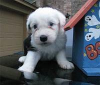 oldenglishsheepdogs