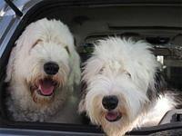 oldenglishsheepdog fleury