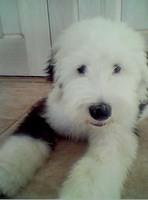 oldenglishsheepdog kaplan
