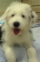 oldenglishsheepdog sandy