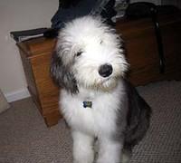 oldenglishsheepdog treharn