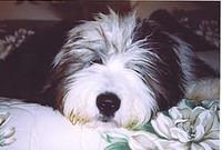oldenglishsheepdog wyatt