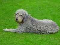 otterhound kate