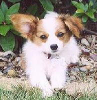 papillons