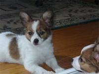 papillon brandes