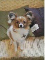 papillon esteves