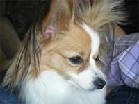 papillon mikowski