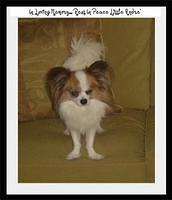 papillon minor
