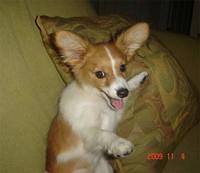papillon minor2